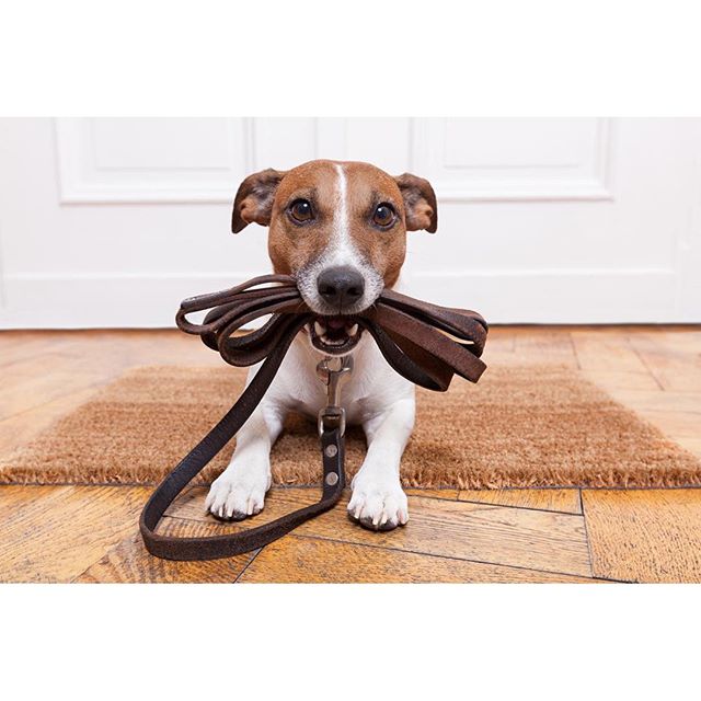 Sen işteyken veya uzaktayken beni kim gezdirecek? Tüm bakıcılar petsnjoy.com 'da!!