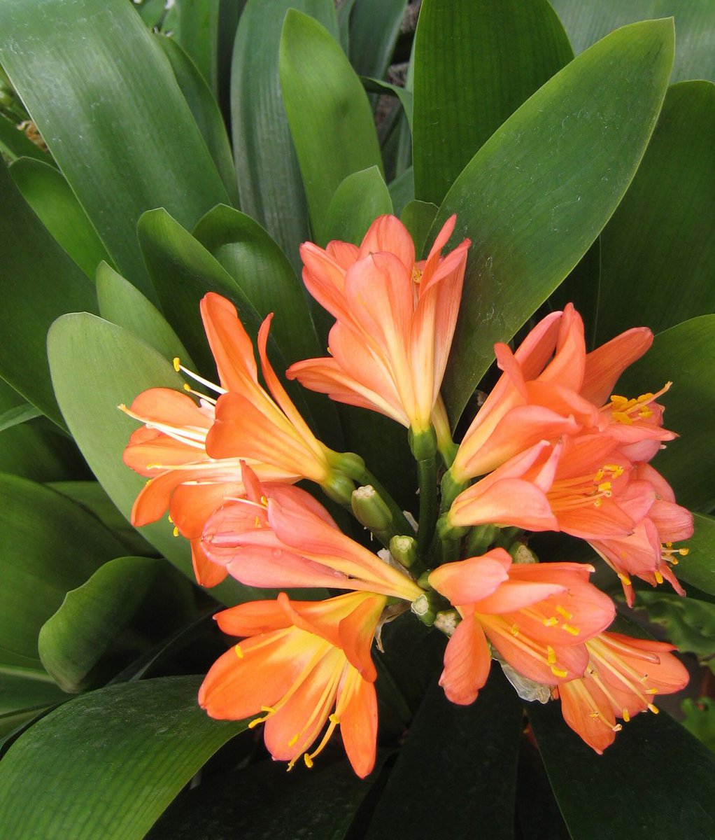 DailyFIowers's tweet photo. Orange Tropical Flowers https://t.co/Us8xRSSSJr