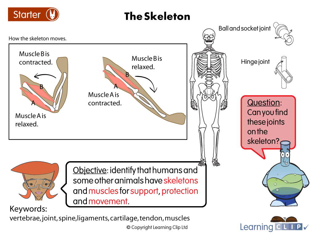 learningclip's tweet photo. Learning how the hip bone's connected to the backbone? Our resources help https://t.co/CG9p9RXaOD #elearning #edapp https://t.co/3E7bgO1TT3