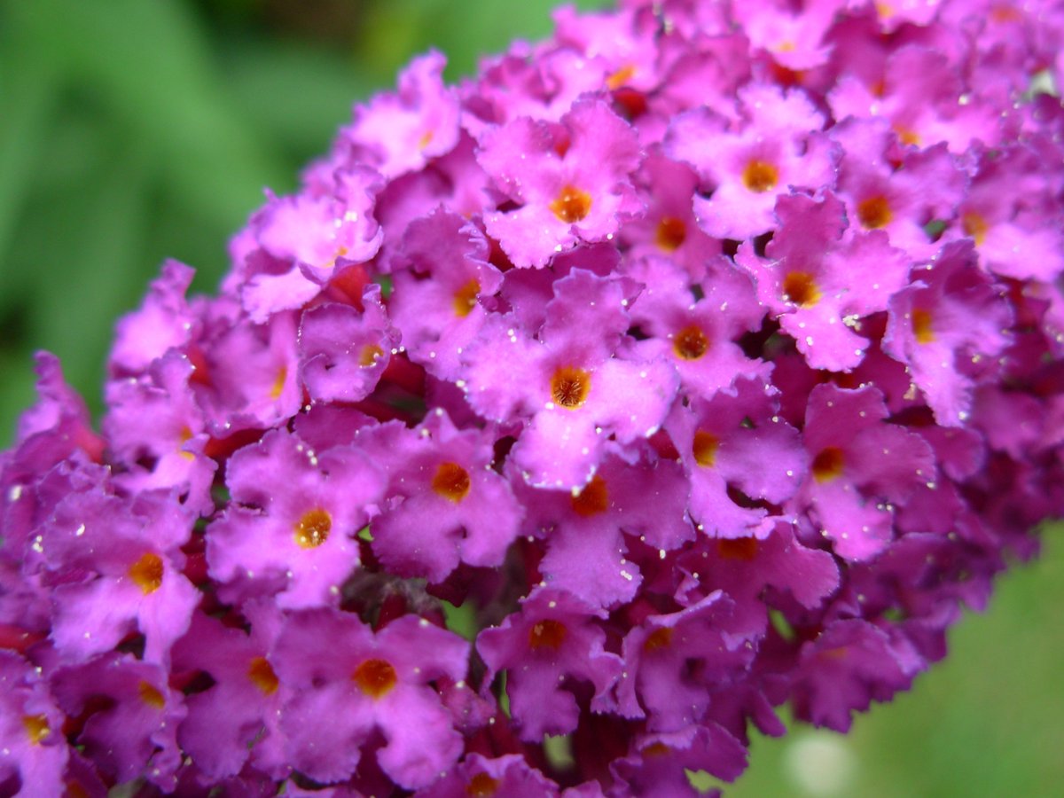 DailyFIowers's tweet photo. Purple Flowers https://t.co/UdXPQou0XV
