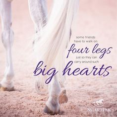 Equussolutions's tweet photo. #horses #Friends #cornwall https://t.co/GLFnU3rnSV