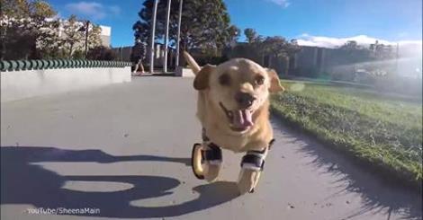 pet_heaven's tweet photo. Daisy the disabled dog gets to run for the first time and she can’t quite believe it https://t.co/mWkF7uhtnC https://t.co/sZeP7ELuwU