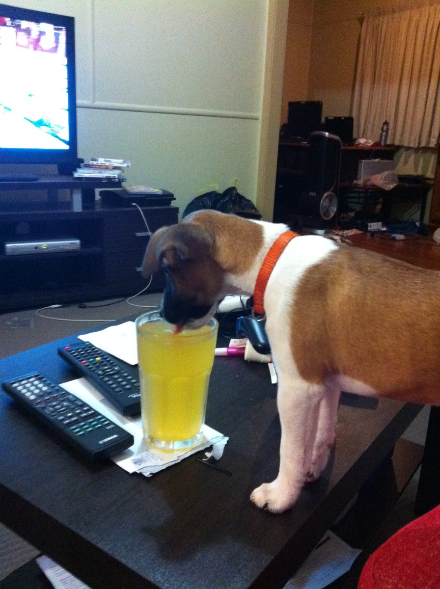 JennaduPreez's tweet photo. I thought she was the weirdest dog... drinking cordial! https://t.co/A4j6ctnqPp