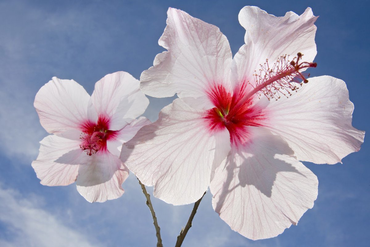 DailyFIowers's tweet photo. Hibiscus Flower https://t.co/ADBiUgHyop