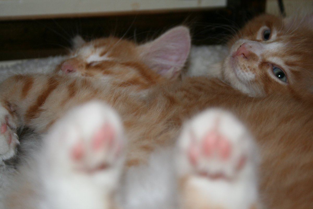 MoviescanUK's tweet photo. Just putting our feet up for a while.. #BrusselsLockdown #Catstorm #kittens https://t.co/y95uW8zUyV