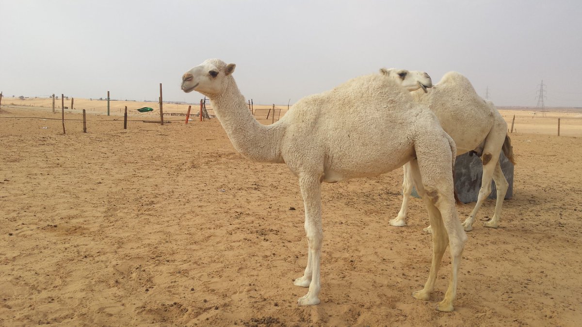 منصور الضعيني (@hhyui346) on Twitter photo 