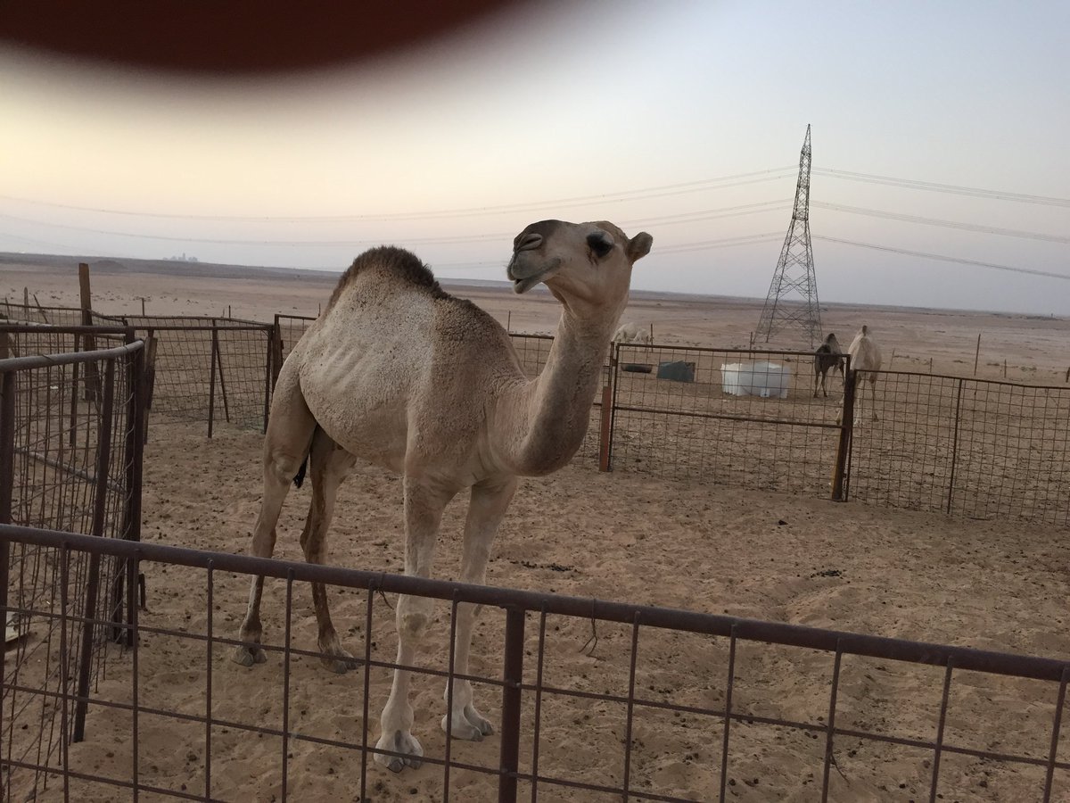 للبيع فحل ونتائجه 0559875407