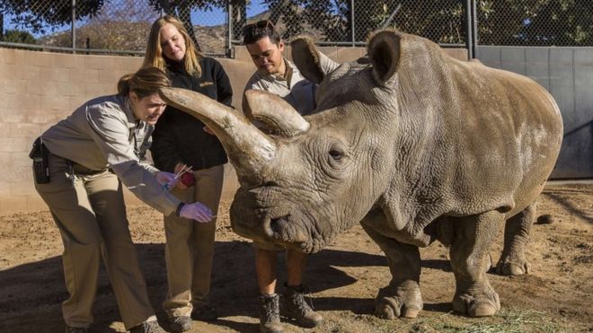 StormHourMark's tweet photo. Northern white rhino dies in US, leaving only three alive - BBC News https://t.co/CoYiUzsfV1 https://t.co/FxqlRooh8r