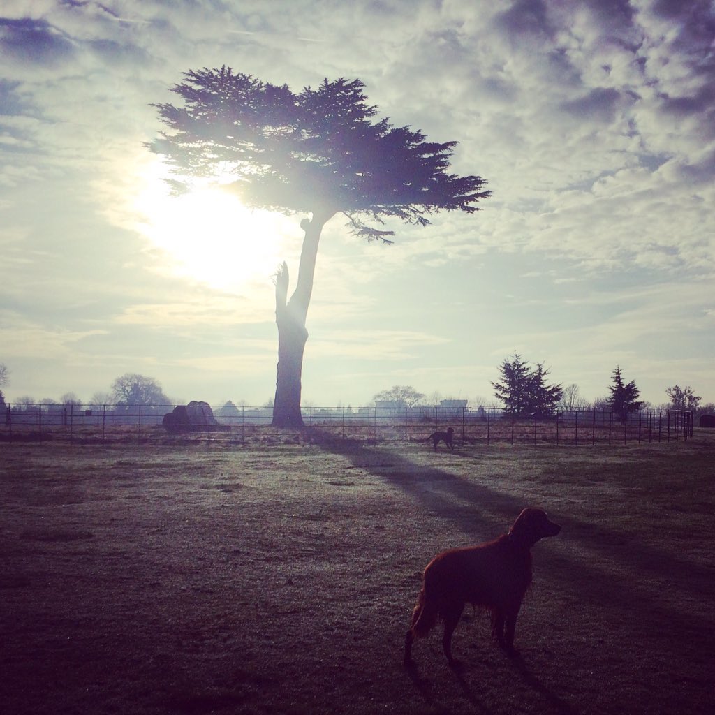 PaddySetter's tweet image. My big brother Gordon's still got it. Check me out in the background...