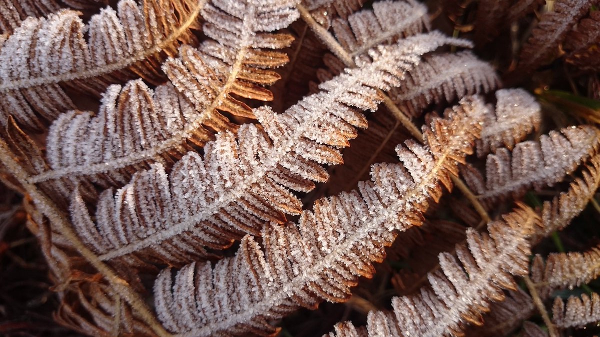 FillyInnSetley's tweet photo. If only every #winter morning was as #beautiful as this... #newforest #frost #bracken #crisp #setthorns #longslade https://t.co/Debq29QGSk