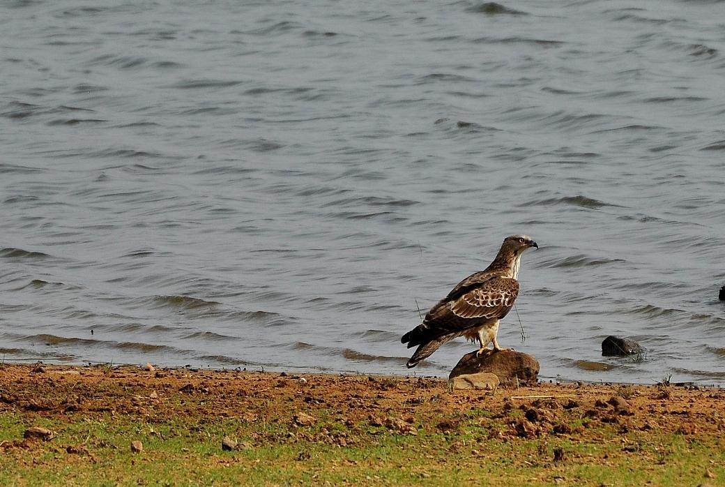 TadobaResort's tweet photo. #Plan a #visit to #Tadoba #Lake located in the center of #Tadoba-Andhari #TigerReserve. https://t.co/9JvMnbp6k8 https://t.co/QWjrFLzlXZ