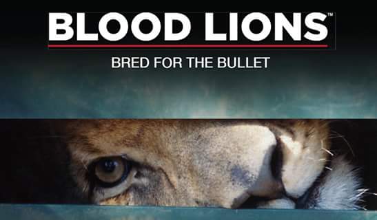Protect_Wldlife's tweet photo. Please RT: Why #CannedHunting MUST be stopped!! #BloodLions - SA's SHAME!  https://t.co/PO4dQ0sXo1 @Blood_Lions https://t.co/xVkzvZCkVs