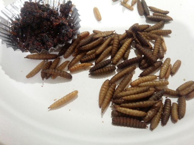 スケア 虫料理コンテストで気に入った作品 アメリカミズアブ 調理法がシンプルなので如何にも虫っていう食感とじゃがいもが混ざったような風味 蜂を使った食べるラー油 虫料理の基本で油で揚げるならラー油にするって発想がすごく良い 虫フェス