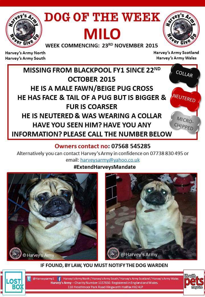 LostboxUK's tweet photo. RT @GrayRiobo: 🌟DOG OF THE WEEK ⭐ #Milo #puggle missing #Blackpool PLS RT TY. @LostboxUK https://t.co/f0xxgazHy4