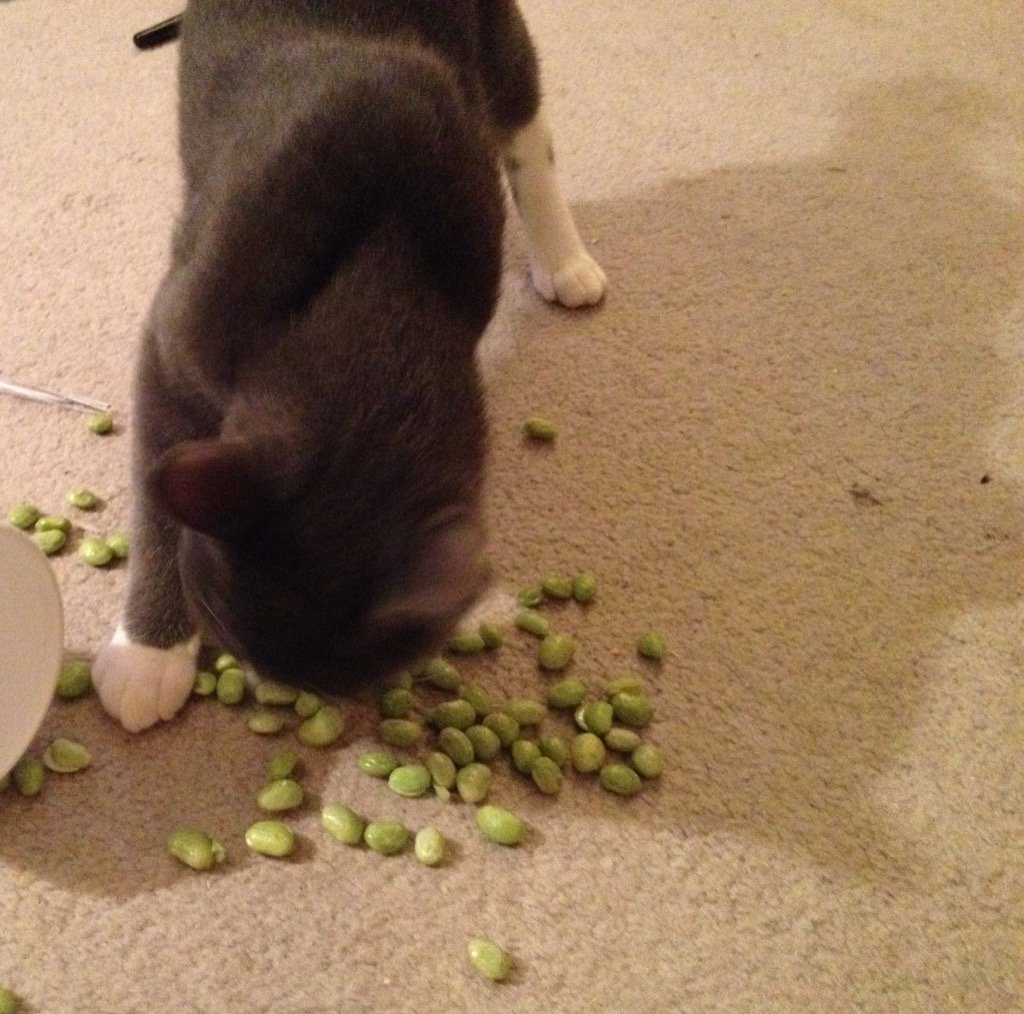 the_atomic_mess's tweet photo. That time #Remy dumped all the edamame onto the floor. #itwassad #catastrophe https://t.co/SIUpcEXIKU