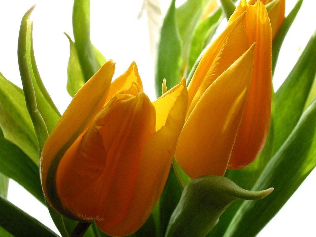 DailyFIowers's tweet photo. Beautiful Flowers https://t.co/mT0vybnHis
