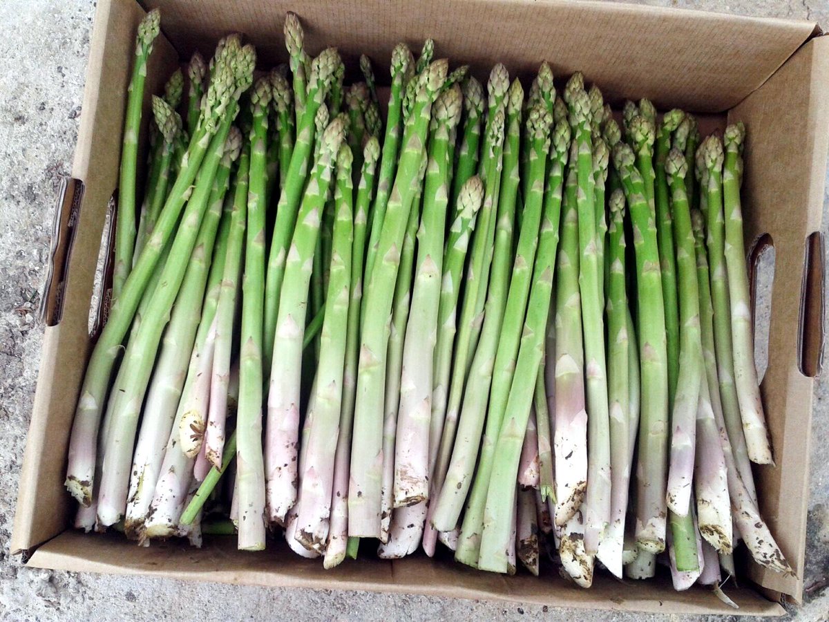 We start harvesting forced asparagus today :) #spargel #asparagus #asperges #kuşkonmaz #アスパラガス