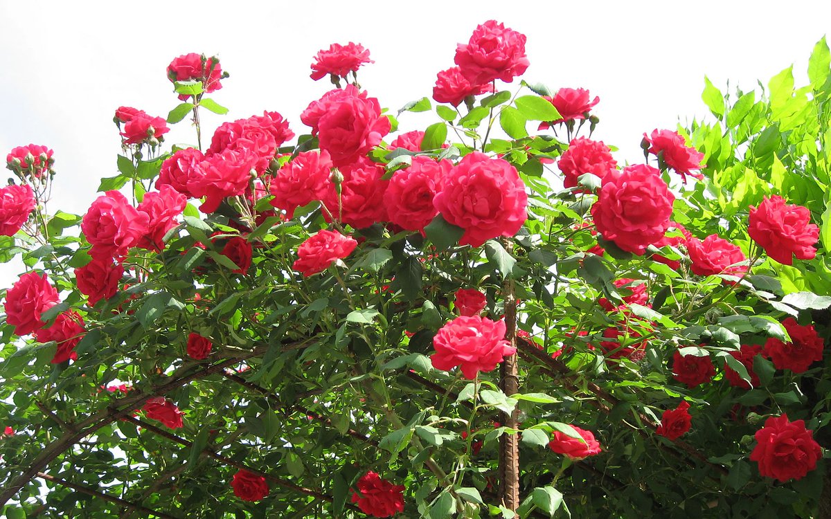 DailyFIowers's tweet photo. Red Rose Flower Garden https://t.co/hn60mxaGCQ