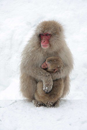 ttinspiration's tweet photo. Great guide to a beautiful Japanese town and home of the macaque snow monkeys: https://t.co/H3epsq3OYx #travel ttot https://t.co/Ro2gtNh9NF