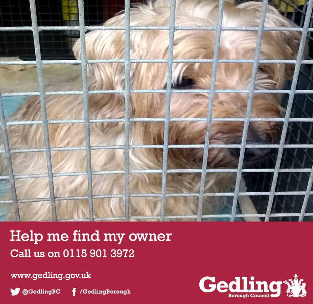 GedlingBC's tweet photo. Can you help us find the owner of this male terrier cross, found on Westdale Lane, Gedling earlier today?(23 Nov) https://t.co/egDe0yfJnH