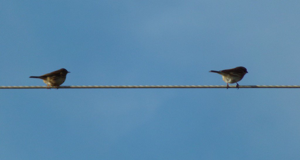 zeeemanq's tweet photo. Birds on a wire ... Then I was spotted lol #pipets ? https://t.co/8xe45cDT3a