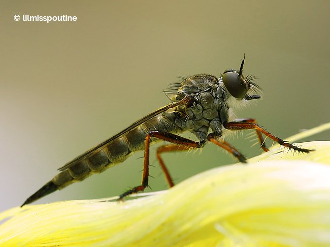 TrulyNolen's tweet photo. TRULY sharp! RT @whuisim: from summer 2014: profile of an #assassinfly on the porch! https://t.co/441osDNWPw #insect https://t.co/He2qe9YsHX