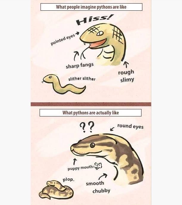 jabberwockrept's tweet image. Don&apos;t believe everything you read! #pythonlove