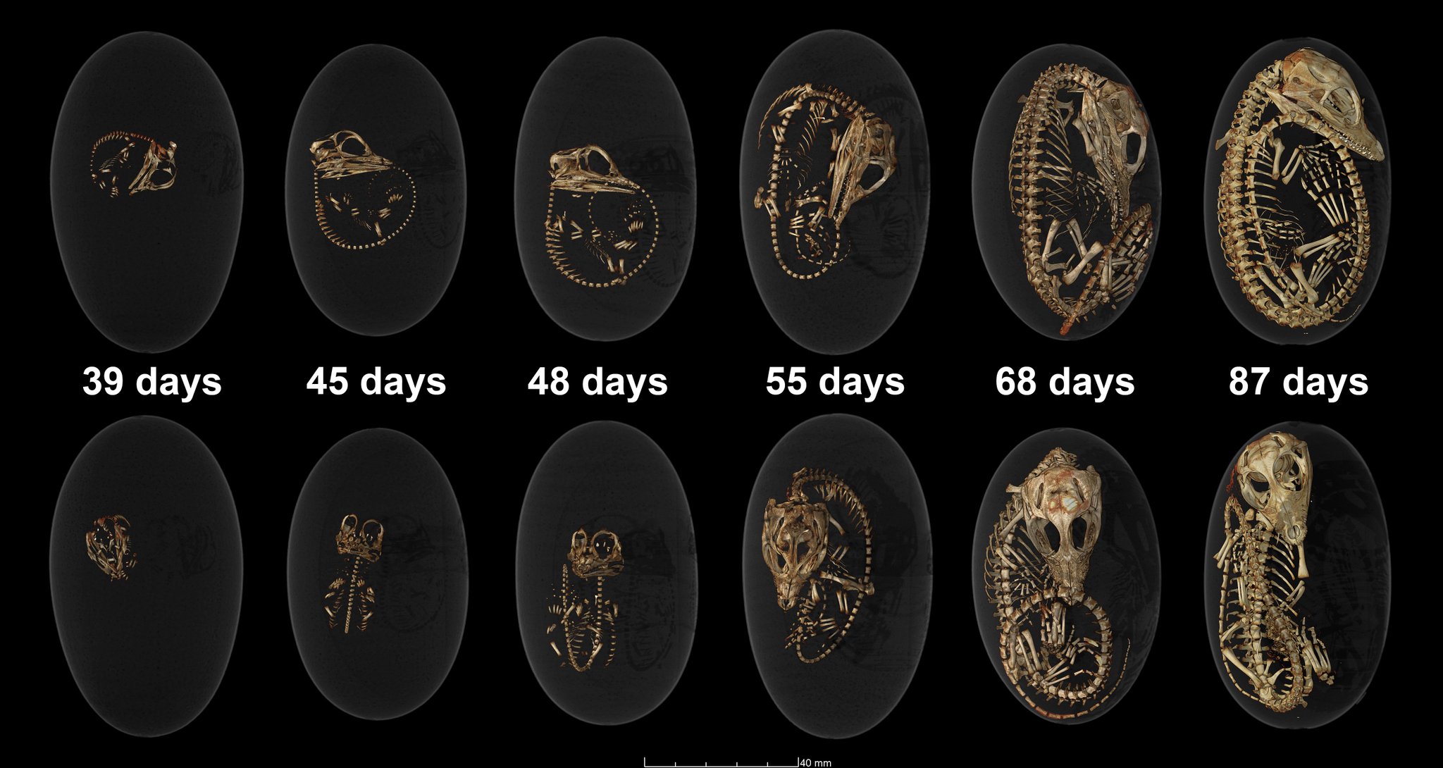 Richard behringer on twitter: "crocodile embryogenesis microtomographic