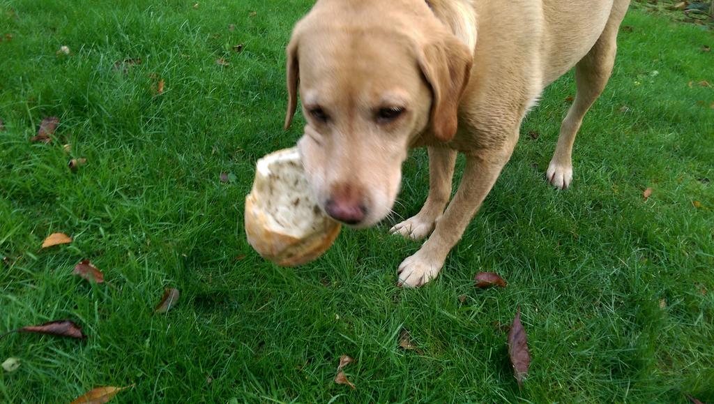 StomachOnPaws's tweet photo. Gaaahhh only had time to eat half the loaf before the humans caught me. I'm SO STARVED #labradorbrain https://t.co/8ikT0oMRVO
