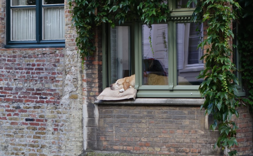 Reddit's tweet photo. Meet Fidel: The (Famous) People-Watching Pooch From Bruges https://t.co/oSEieu3KOX https://t.co/W83t6tFQJA