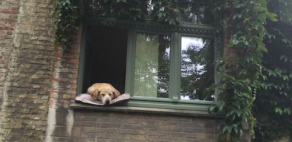 Reddit's tweet photo. Meet Fidel: The (Famous) People-Watching Pooch From Bruges https://t.co/oSEieu3KOX https://t.co/W83t6tFQJA