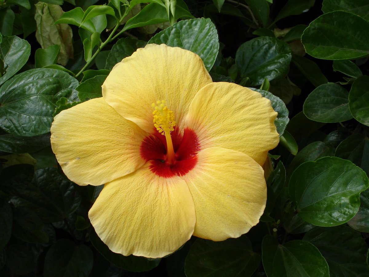 DailyFIowers's tweet photo. Yellow Hawaiian Tropical Flowers https://t.co/KGSjUEOr7L