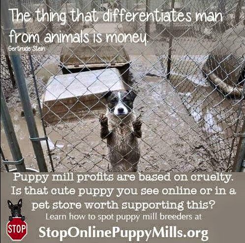 Thinking about getting a fur baby this holiday? Please adopt instead of going to the pet store! #adoptdontshop