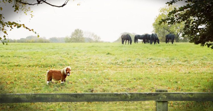 MetroUK's tweet photo. Move over Mog, Amazon Prime’s lonely little horse is this year's cutest Christmas advert
https://t.co/OHfnQ74hJP https://t.co/FqrSGhwB2y
