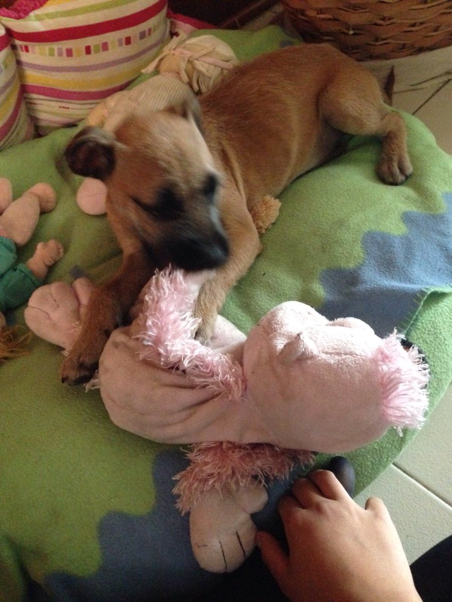 Laura_Lorena17's tweet photo. @taxicanmx En Adopción hermosa de aprox 3 meses esta en protocolo de vac/esterilización Sur DF info  @Laura_Lorena17 https://t.co/3LwbgPzc4a