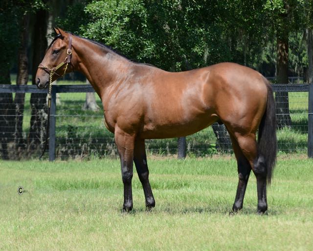 Lucas Marquardt (@thorostride) on Twitter photo Cheburashka, by <a href="/AdenaSprings/">Adena Springs Farm</a> Milwaukee Brew, airs in Woodbine Msw Sunday. <a href="/OBSSales/">OBSSales</a> June grad from <a href="/TheRiceHorse/">Brandon Clyde Rice</a> Cheburashka, by <a href="/AdenaSprings/">Adena Springs Farm</a> Milwaukee Brew, airs in Woodbine Msw Sunday. <a href="/OBSSales/">OBSSales</a> June grad from <a href="/TheRiceHorse/">Brandon Clyde Rice</a>