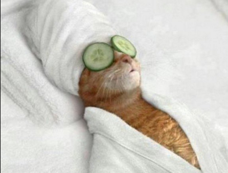 #BrusselsLockdown: les chats envahissent Facebook et Twitter pour aider la police
 lesinrocks.com/2015/11/23/web…