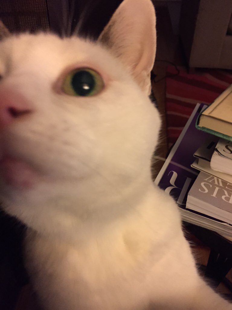 fablednet's tweet image. We started watching Man In The High Tower last night. Eerie and promisingly good so far. Also here's Pistachio.
