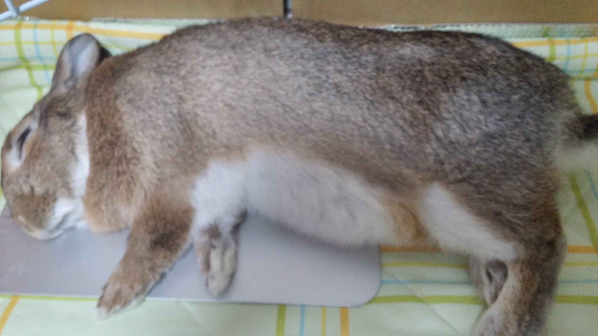 かおり ウサギって 目を開けて寝るとテレビでやってたけど ウチのウサギさんは 思いっきり目を閉じてます O゚ ゚ T Co 1ijwrmsuqm かおり ウサギって 目を開けて寝るとテレビでやってたけど ウチのウサギさんは 思いっきり目を閉じてます O゚ ゚ T Co 1ijwrmsuqm