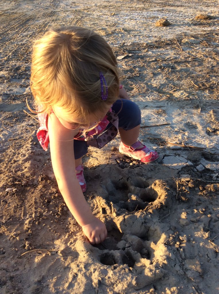 Lion tracking at Seba Camp with @WeAreWilderness while out #lostinbots in the #OkavangoDelta #Familysafaris