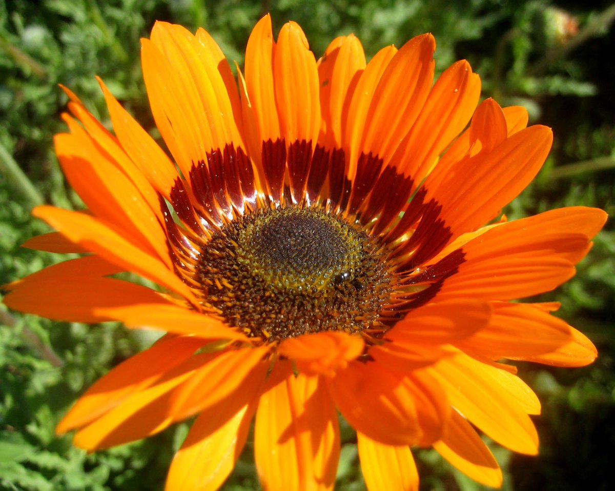 DailyFIowers's tweet photo. Plants That Have Orange Flowers https://t.co/AnJmg2312F