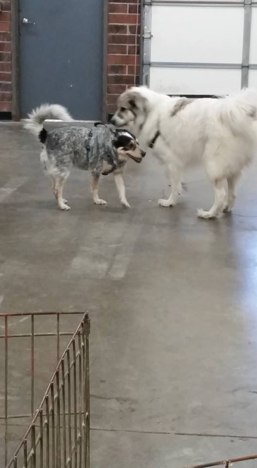 PetConnectionKS's tweet photo. Boo, a heeler with dog reactivity, came to class and played with our pyr model (get it? haha) Alice. #peermodel https://t.co/SJe3oorxDx