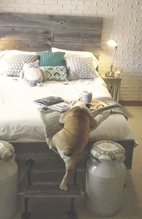 petparentUSA's tweet photo. Can we get back in bed? #Mondays #PetParent https://t.co/KO2ktjsVg1