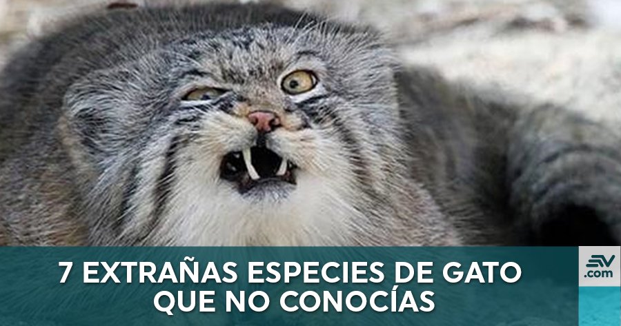 ecuavisa's tweet photo. #FOTOS 7 extrañas especies de gato que no sabías que existían  https://t.co/K0qgiwhfBO https://t.co/s58mEo40lq