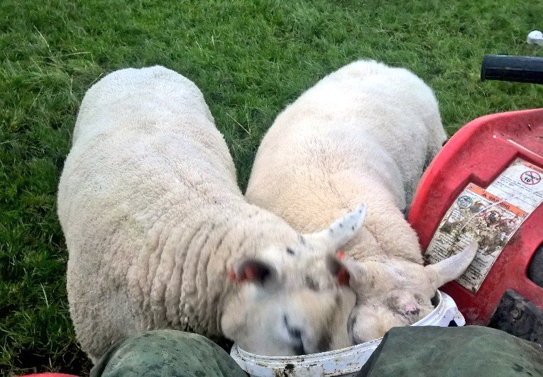 Dalesbrad007's tweet photo. Tup feeding and these two Texels are brothers...#bestgoodfriends https://t.co/mjUJR58WI8