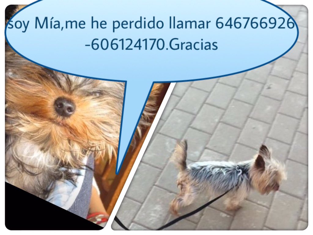 Angel20295743's tweet photo. Se perdió el la aparecida en Cartagena https://t.co/8ciB5nfGDn
