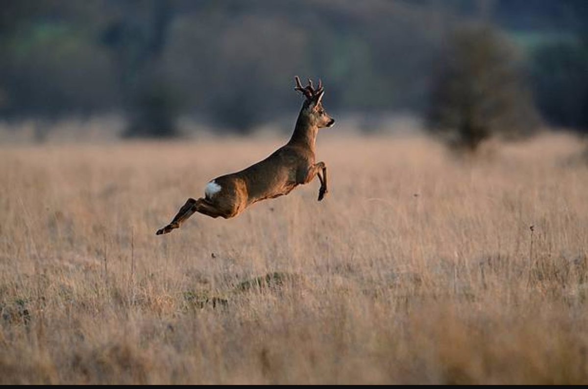 BucksDuckstees's tweet photo. When you hear gun season starts monday!  #DeerSeason2K15 #1WeekRemains https://t.co/BbaUxs9OGP