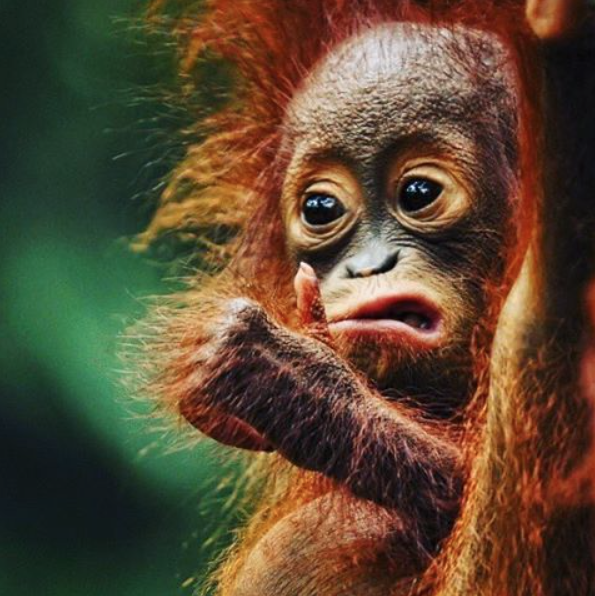 MidwestFit's tweet photo. When somebody asks how Monday is going... Here's to a short week! https://t.co/W1gZaBuBvd