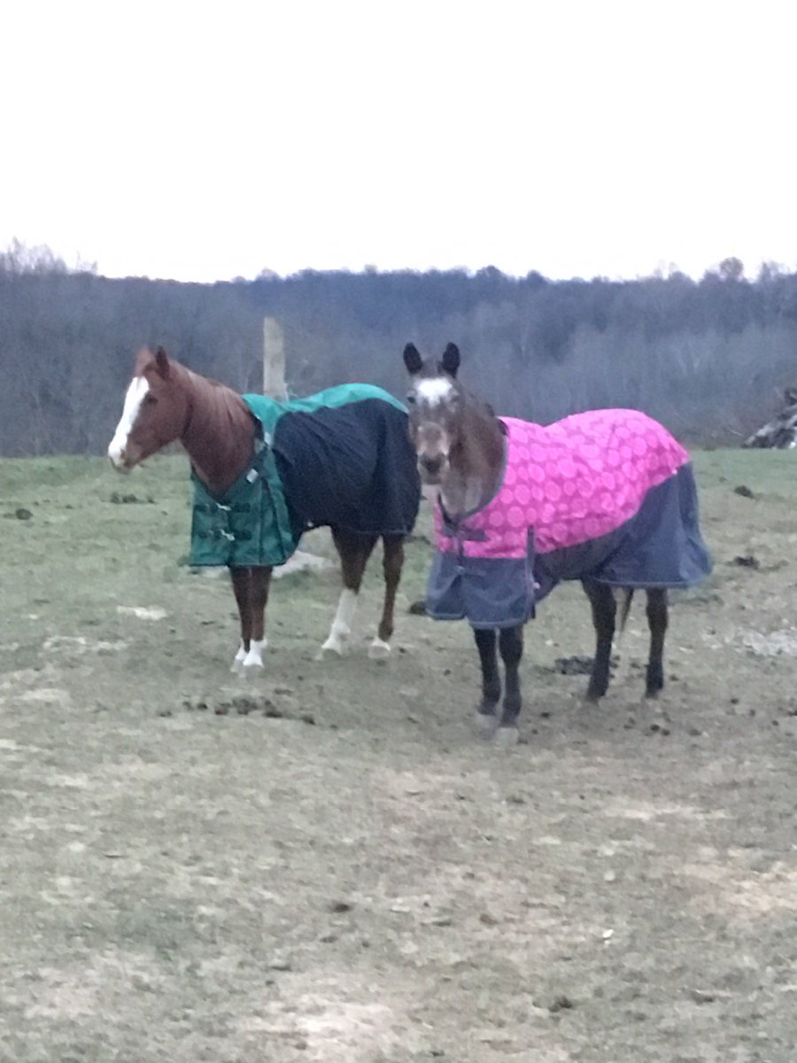BellaRunEquine's tweet photo. We blanket our skinny horses to keep them from shivering off much needed calories! https://t.co/0F8UMHKHvf
