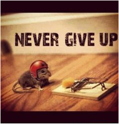 GetMillers's tweet photo. Never give up! #motivationmonday #quoteoftheweek https://t.co/spxrZ3vgtX